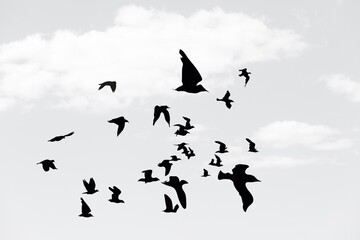 Wild Birds flying in the blue sky.