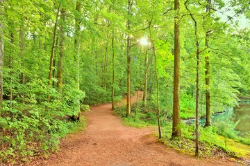 Fototapeta premium path in the woods