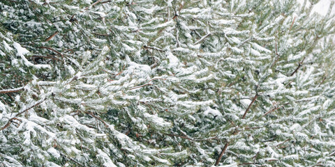 Winter. Beautiful green spruce. Branches ate in the snow. 