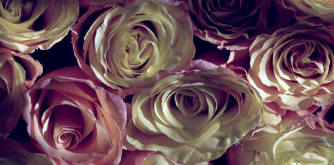 Fototapeta na wymiar Colorful roses background. Natural texture of tenderness and love from close-up of pink roses.