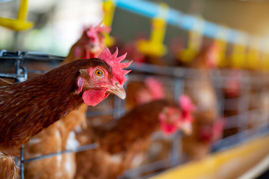 Hens in factory, Chicken in cages