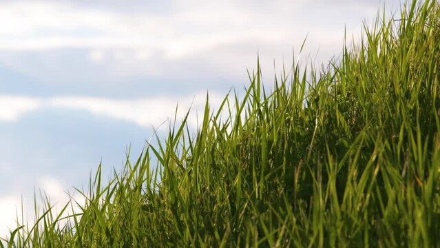 Closeup of green grass with long blades swaying under strong wind growing on lawn in summer