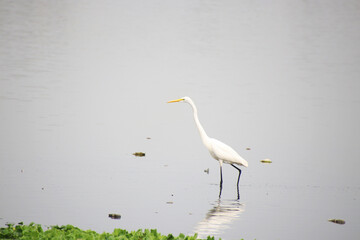 Fototapeta premium In the research of insects on the green grass on the banks of heron pond 