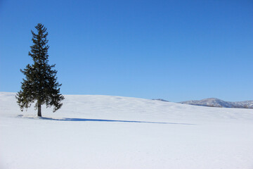 雪の畑に立つマツの木　美瑛町
