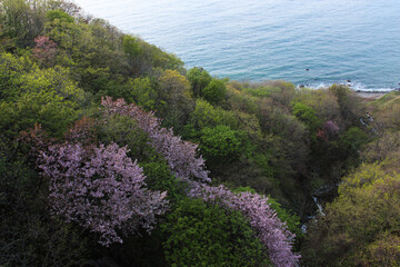 桜が満開の林と海
