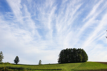 Obraz premium 夏雲とカラマツ林 