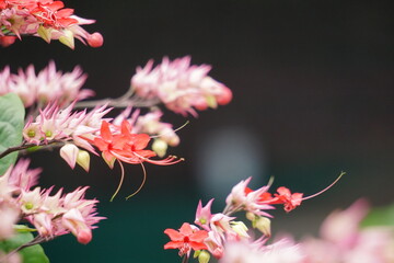 Daphnes flower on the tree. Daphnes are plants with a genus of between 70 and 95 species of...