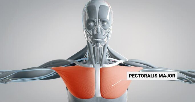 pectoralis major, detailed display of muscles, human muscular system, 3D animation of human anatomy, 3D render