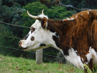 cow on the farm