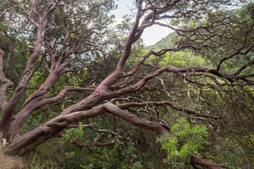 Fototapeta premium Interesting Tree in New Zealand Forest