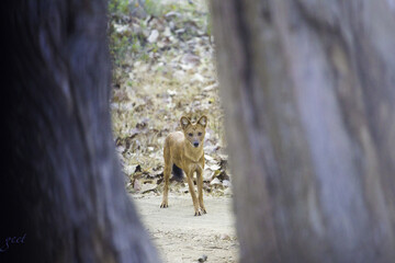 The look at the dingo between trees.