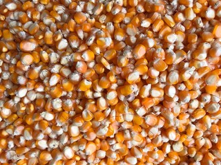 corn