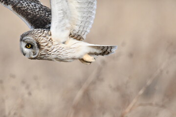 コミミズクの飛翔