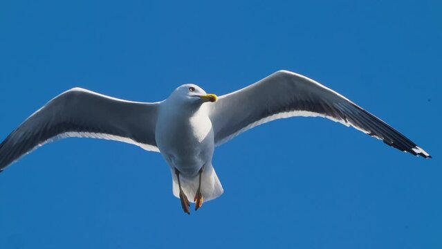 Seagull flying against the blue sky