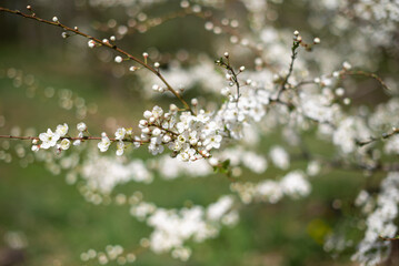A blooming tree branch on a sunny day