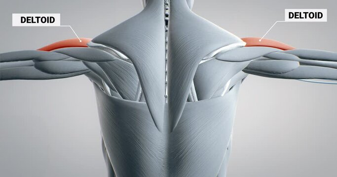 Deltoid muscle, detailed display of muscles, human muscular system, 3D animation of human anatomy, 3D render