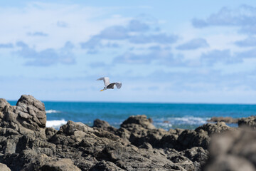 White-faced heron flies over rugged rocky coastline and view to horizon on east coast of Bay Of Plenty, New Zealand at Raukokore