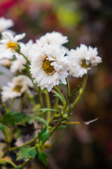 White daisy flower 