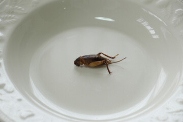 昆虫食（コオロギ）
