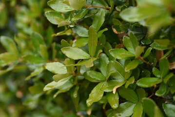 Quercus phillyraeoides (Ubame oak) hedge. Fagaceae evergreen tree. It is used for roadside trees and hedges because it is resistant to diseases and can withstand truncation. 