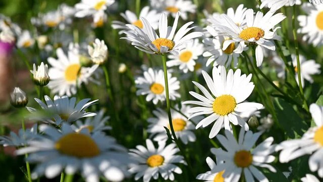 large daisies grow for bouquets. Large white daisies on a natural gray-green background. selective focus. Flowers Daisies in the Field A large field of flowers of chamomiles in a summer sunny day