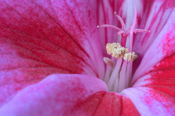 Pink Geranium flower macro 