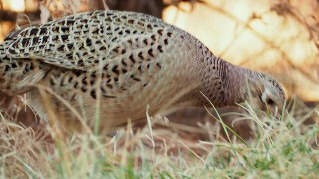 Close up shot of female Ring Necked Pheasant