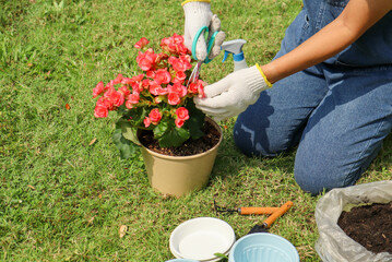 Hands of woman trimming and pruning on her flower pot - Cultivation and caring for outdoor potted...
