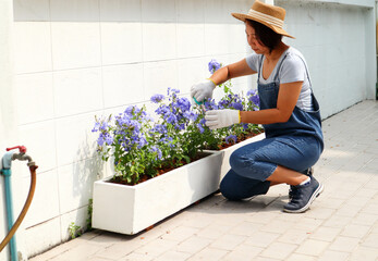 Asian Woman trimming and pruning her purple flower - Leisure, hobby and planting tree concept