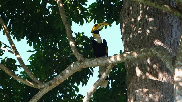 Great Hornbill Buceros bicornis perched on the branch under the shade of the foliage as it looks around, Khao Yai National Park, Thailand.
