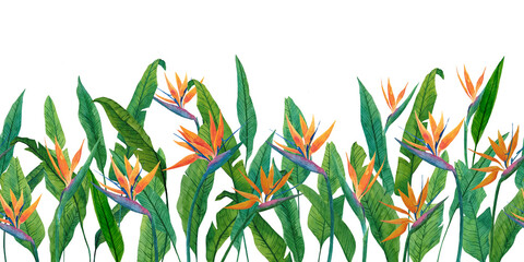 Watercolor floral background with tropical leaves and flower of strelitzia. Flower border. Illustration of field of bird-of-paradise for design of banner, poster, cards, decoration of room, for design