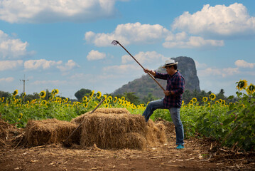 Naklejka na ściany i meble Farmers Asian man working in a field of sunflowers farm. Agriculture and Lifestyle Concept.