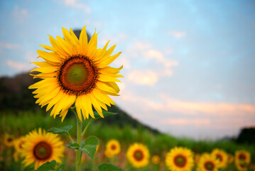 Field of blooming sunflowers on a background sunset