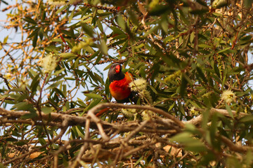 Rainbow lorikeet in a Melaleuca tree