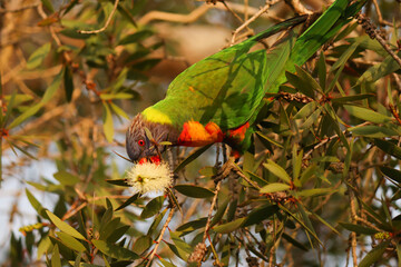 Rainbow lorikeet eating Melaleuca blossum