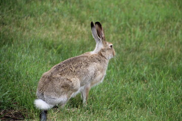rabbit in the grass