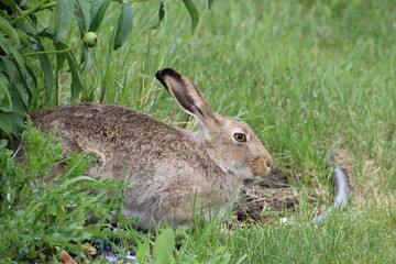 rabbit in the flower bed