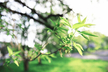 Spring nature background. Forest landscape. Green trees and grass on a spring morning.