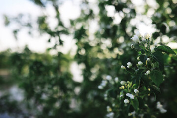 White flowers on a green bush. The white rose is blooming. Spring cherry apple blossom.