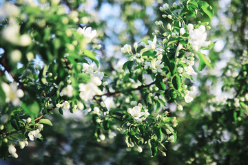 White flowers on a green bush. The white rose is blooming. Spring cherry apple blossom.