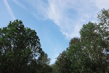 Spring nature background. Forest landscape. Green trees and grass on a spring morning.