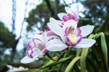 Beautiful purple orchid flowers closeup. dendrobium orchid.