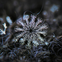 Snowflake glowing on dark textured background. Macro photo of real snow crystal: small stellar...