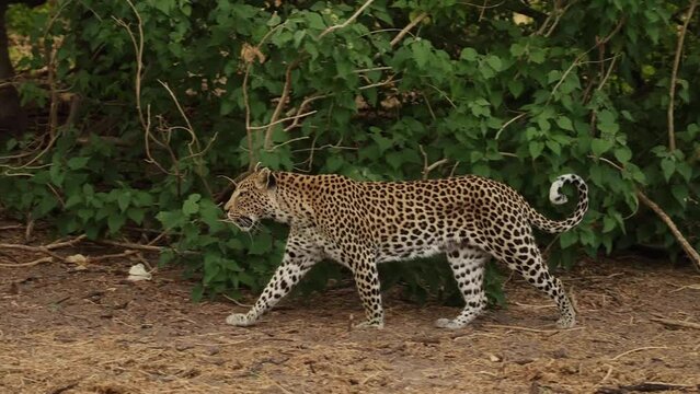 Panning shot of a leopard walking by, Khwai Botswana.