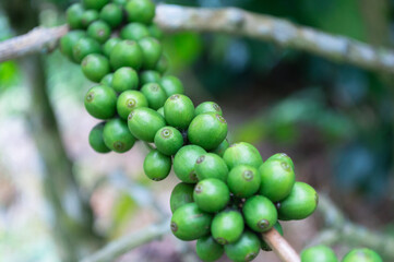 Green coffee beans growing on the tree