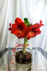 Schöne Grosse Rote Amaryllis Blüten