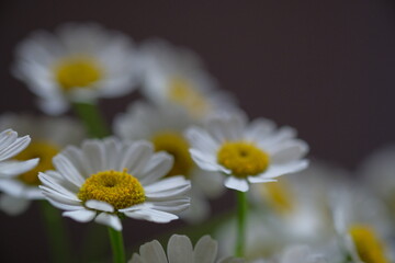 Bouquet of daisies is a white-yellow tenderness of nature.