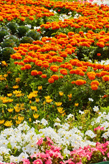flower bed on a sunny summer day