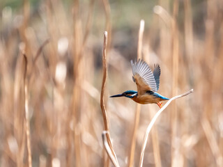 初春のカワセミの羽ばたき