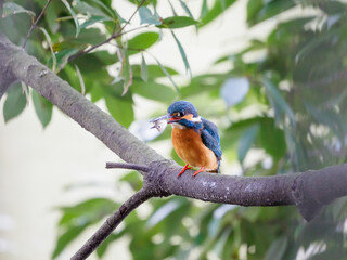春のカワセミのもぐもぐタイム